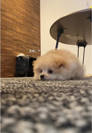 2024年にバズった生後2ヶ月半いっぬ！ 2025年ものんびり頑張ります🐕🌱 #犬のいる生活 #ポメプー #ポメラニアン #トイプードル #子犬 #お正月