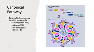 CD1.Pyroptosis细胞焦亡 |油管搬运