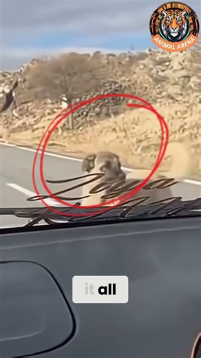 This Kangal Refused to Move Until the Sheep Were Safe