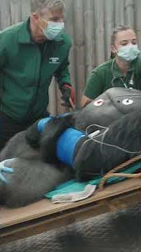 Silverback gorilla Kiburi gets full health checks at London Zoo