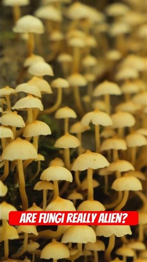 The Theory That Fungi May Have Been Life’s First Space Travelers #spacediscovery #fungi #alien