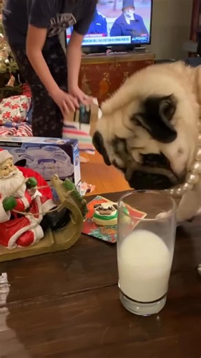 Pugdashians on Instagram: "Just Missy helping herself to Santa’s leftover milk…..WOOF!!🥛🍪🎅🏻🎄❤️🎄❤️🎄❤️🎄 #GotMilk #MissyPugdashian #Pugdashians"