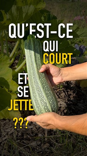 Jigmé ⚡️ འཇིགས་མེད་ on Instagram: "Qu’est-ce qui court et qui se jette ? Derrière cette blagounette se cache un des piliers de la production de l’été, de l’automne et de l’hiver : les cucurbitacées ! Ici, je les cultive depuis la graine sur un lit de terreau à boutures et semis de chez @gamm.vert 💚 Cette année, la culture sur bâche d’ensilage était le « code de triche » car ça a très bien donné avec peu d’huile de coude. Maintenant que c’est débâché, j’ai semé un engrais vert lui aussi de chez