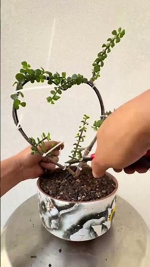 Creative Elephant Bush Bonsai! 🌳 Shaping Portulacaria Afra for Stunning Design