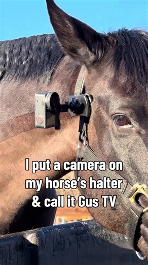 Gus TV: A Day in the Life of My Horse