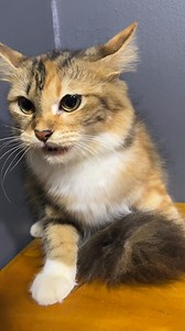 14K views · 392 reactions | Angry cat  #cat #cutecats #kitten | Republic Of Cat | Facebook