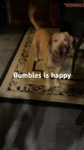 Bumbles the dog is happy