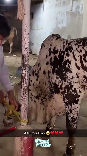 Cow #youtube #youtubeshorts #love #views #cow #viralcowvideo