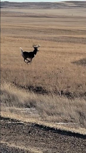 Deer Hunting 30-06 Kill at 300 Yards
