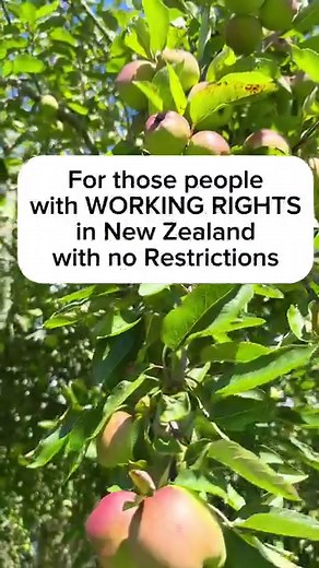 94K views · 1.7K reactions | Seasonal Jobs in New Zealand Kiwifruit Jobs New Zealand @pinoyinNZ #buhaynewzealand #trabahosaNewZealand | The Pinoy Traveller in New Zealand | Facebook