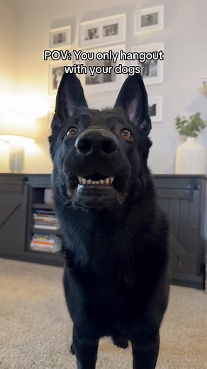 269K views · 10K reactions | They keep me entertained | My Dogs Dope | Facebook