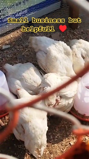 small business but helpfull.#shorts #trending #ytshorts #viral #business #chicken #elvishyadav #fun