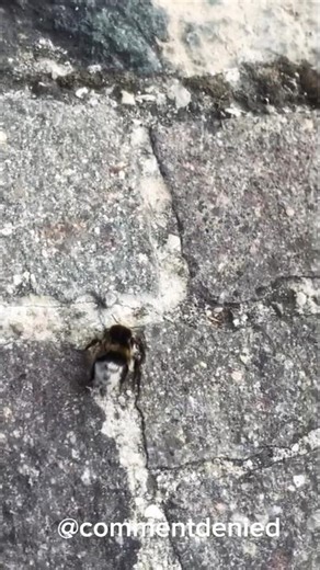 Dancing Bumble Bee! 🐝 Grooving on the Sidewalk (Fun Nature Short) #shorts