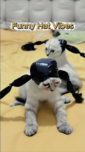 Cats in Hilarious Hats! 😂🐱 #shorts