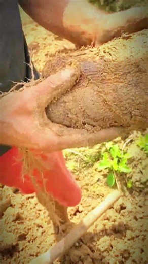 👉 Harvesting Fresh Cassava with Hoe | Farm Life #Shorts #CassavaHarvest
