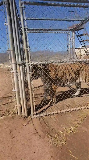 2.3K views · 30 reactions | Two orange cows _fix_003 | Corey Deaton | Facebook