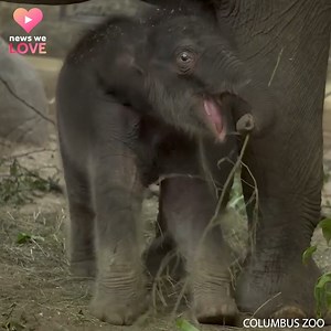 WE ❤️ THIS LITTLE STINKER! Ohio’s newest unnamed elephant calf turns one month old today! He’s vocal and playful, and gaining about 5 pounds every day! https://bit.ly/3khwCpH | WLWT