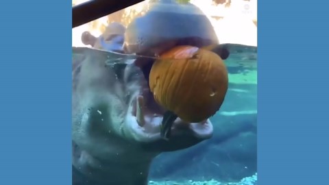 Hippo enjoys pumpkin at San Antonio Zoo