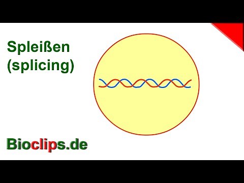 Proteinsynthese Spleißen
