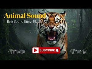 Wild Animal Roars: Tiger, Lion, Panther & Leopard Sound Effects Compilation