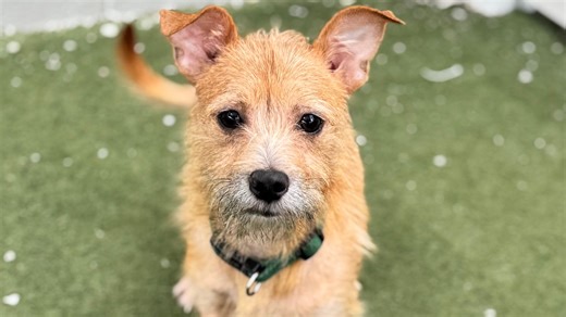 MSPCA-Angell has brought thousands of pets to MA for adoption. Here's exactly how many