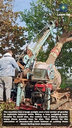 Relocating ancient trees has never been easier