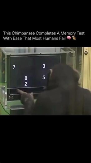 A Monkey Memory test 🧠 🐒#monkey #memory #trollfaceviral