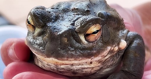 Sonoran Desert Toad: What you should know about the toxic creature that is emerging amid monsoon season