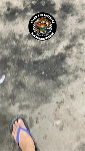 Di redy kan buat kamu 🥰😘 #kpsumbermakmur #rilislelemalang #rilislelejawatimur #galatamalele #lele