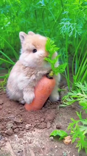 Conejos y zanahorias: adorables momentos 🥕🐰