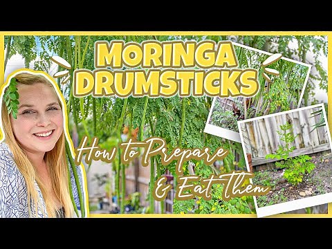 Moringa Drumsticks | How To Harvest, Prepare, & Eat The Moringa Tree Seed Pods
