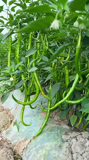 Garden Tour Shorts 11 #gardening #garden #gardentips #harvesting #gardeninspiration #gardentools #tools #gardengoals | Garden Tips