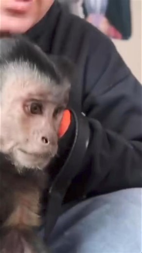 Monkey butterfly garden #monkey #butterflies #fun | MonkeyBoo