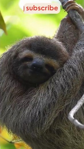 😱 3 AMAZING SLOTH Facts You Won’t Believe! 🦥