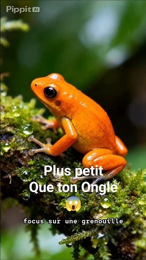 Top 5 des Vertébrés les plus Minuscules au Monde 🌍✨ #shorts #animal #record #top5
