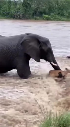 This elephant refused to let nature take the baby impala 🥹🐘