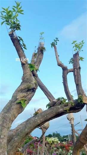 Bougainvillea Delivery Services in General Santos City