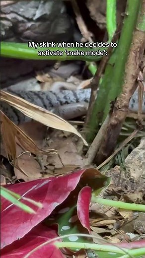 Skink Transforms into Snake in 0.3 seconds 😂