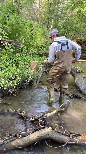 Macroinvertebrates survey using the dip net