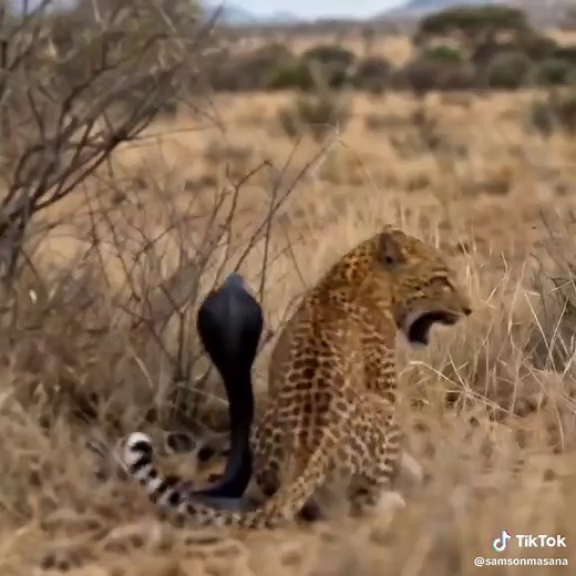 Leopard vs Black Cobra: Deadly Wildlife Clash Explained