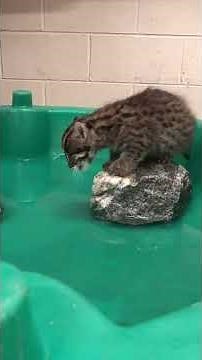 Fishing Cat Kitten Learning to Swim