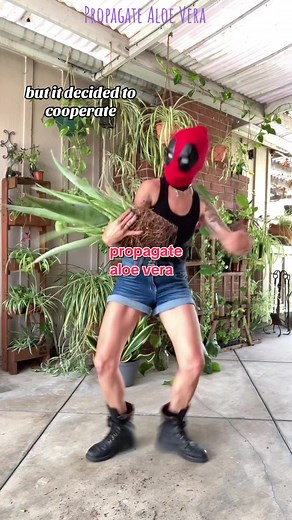 Replying to @Emma Angela this is what happens when a plant lady intercepts an amazon package that was ordered by her fiancé…should I tell him that his Deadpool mask arrived a few days ago?? Oh! And let me know if you have any questions about propagating Aloe! 💚 #AloeVera #Propagate #Tutorial #Aloe #PlantPropagation #AloePups #Deadpool #ThisIsHowWeDoIt #Plants #PlantTok #PlantLady #PlantsWithSofi