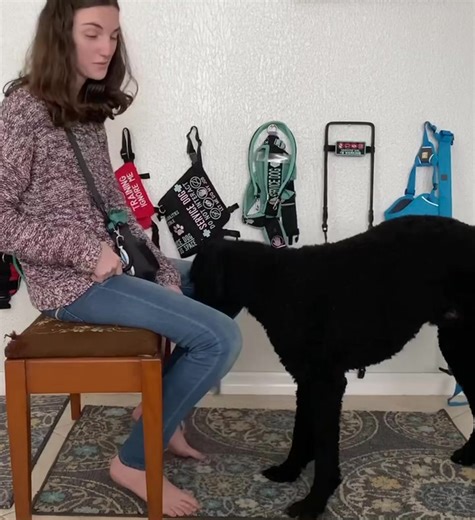 Time lapse of an old clicker/shaping tutorial we made for a friend a while back because new content is hard when you’re busy 🤷🏻‍♀️ #servicedog
