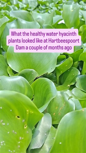 Hartbeespoort Dam biocontrol agent update! What releasing hundreds of thousands of the water hyacinth hoppers does. The Dam will be clear soon 🪻 This forms part of our inundative biological control strategy which forms part of Magalies Water integrated management plan for the Dam. #HartbeespoortDam #WaterHyacinth #BiologicalControl #MegamelusScutellaris #CommunityEngagement TransparencyMatters | Centre for Biological Control - CBC