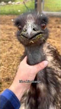 Emus are the orange cats of birds 😂 #foryou #funny #animals #emu #birds