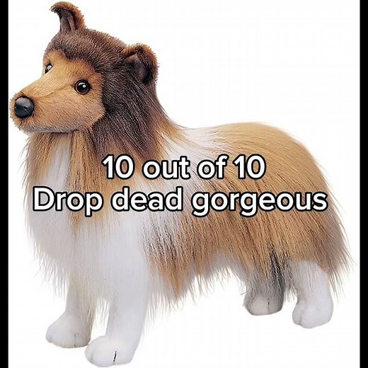 Ranking Douglas dogs (just my opinion)