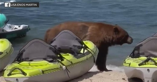 Video shows bear strolling across crowded Lake Tahoe beach