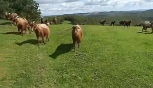 7.3K views · 557 reactions | Bukurija e Kosoves Maraku I cim verbices  | 123Kosova | Facebook