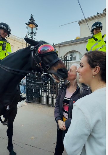 21K views · 220 reactions | Mounted police horses taking a pet break at Horse Guards #london #police #horses #tradition #reelsviral #fblifestylelife | This is London channel | Facebook