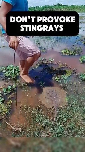 637K views · 5.3K reactions | Idiot disturbing a stingray | Terra Facts | Facebook